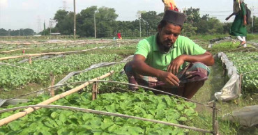 Cumilla vegetable seedling producers ‘really in trouble’