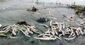মেঘনায় দূষণ চরমে, ফের মরে ভেসে উঠছে মাছ
