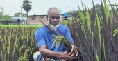 চাঁপাইনবাবগঞ্জে বেগুনে রঙের ধান চাষে সাড়া ফেলেন কৃষক রবিউল