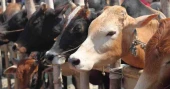3 lakh sacrificial animals ready for Eid-ul-Azha in Sylhet