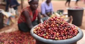 Ethiopia earns over $1.2b from coffee exports in 8 months