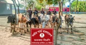 BGB seized 10 Indian cattle along C’nawabganj border
