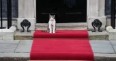 Larry the cat celebrates 15 years as No 10’s iconic chief mouser