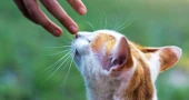 Cats perceive owner's smell from stranger's, research finds