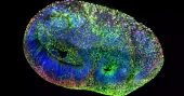Brain organoids show goal-directed learning in control task