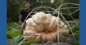 The science behind growing a giant pumpkin