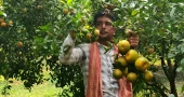 Chapainawabganj farmer sparks local excitement with amazing Chinese orange harvest