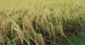 Govt to procure 17.5 lakh tonnes of Boro paddy at Tk 36, rice Tk 49