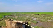 Large tract of Boro farmland in Sunamganj under threat as water dries up