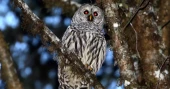 Lawmakers urge Trump to cancel costly owl-killing plan