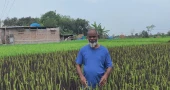 Purple Revolution: Chapainawabganj farmer creates a stir with unusual rice cultivation