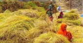 Golden Harvest: Sirajganj farmers reap bumper mustard crop