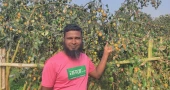 Jujube brings money and joy to once jobless Samiul in C’nawabganj