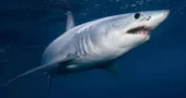 Shark filmed for first time in Antarctica’s near-freezing depths