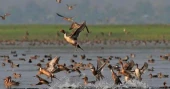 Beanibazar’s green cover shrinks, migratory birds disappear
