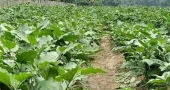 Early winter vegetable cultivation gains momentum across Khulna division