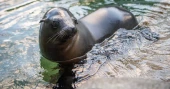 Baby sea lion performs rhythmic gymnastics in Washington State