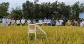 ADB, partners unveil plan to overhaul rice sector in Asia-Pacific, including Bangladesh