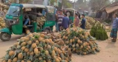 Bumper pineapple harvest in Rangamati's hills, but farmers face market woes