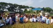 Boro paddy harvest satisfactory: Agriculture Adviser