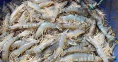 Shrimp: Khulna’s ‘white gold’ eyes Tk 22,600cr export goal