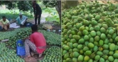 50MT mangoes of Satkhira exported to Europe