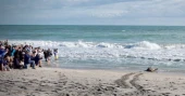 Three-flippered sea turtle Pyari released in Florida, now tracked by satellite
