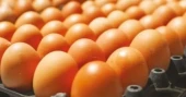 Consumers can purchase eggs at Tk 130 per dozen through OMS
