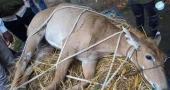 Injured nilgai rescued in Panchagarh
