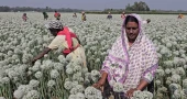 Faridpur farmers hope for bumper onion harvest this season