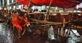 Over 9.1 million animals sacrificed across Bangladesh this Eid-ul-Azha