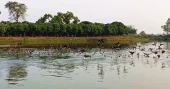 Large influx of migratory birds enhances scenic charm of Ramrai Dighi in Thakurgaon