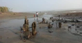 Sundarbans at stake as erosion shrinks forest land