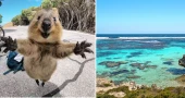 Smiling Quokka Turned Rottnest Island into a Global Tourist Hotspot