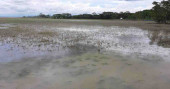 Sharankhola paddy farmers struggling with rise in salinity post-Amphan