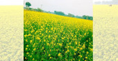Mustard, a ‘yellow gold’ for Benapole farmers
