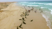 More than 100 dolphins die on island beach off West Africa