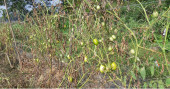 ‘Bulbul’ brings Bagerhat tomato farmers to their knees